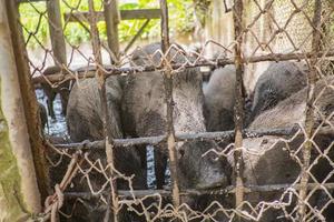 Close up Group of Wild pig behind the metal Cage