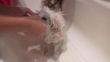 Little white dog gets a bath video