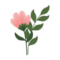 pink rose with leafs vector