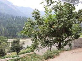 Kashmir is the most beautiful region in the world which is famous for its green valleys, beautiful trees, high mountains and flowing springs. photo