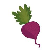 beet fresh vegetable vector