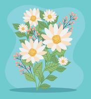 daisy flowers and seeds vector