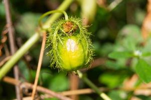 passiflora foetida es el nombre de un tipo de fruta que es pequeña, que cuando madura crece con pétalos de flores agrandados. foto