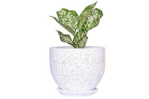 Aglaonema foliage, Spring Snow Chinese Evergreen, Exotic tropical leaf, isolated on white background with clipping path photo