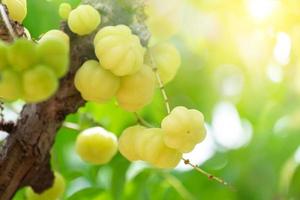 Fresh star gooseberry fruit hanging from branch. star gooseberry tree garden and healthy food concept, group of star gooseberry, macro photo