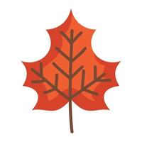 autumn mapple leaf vector