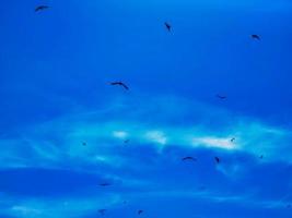 textura de bandadas de gaviotas en el cielo despejado junto al mar en spotorno foto