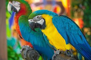 un loro azul-amarillo posado en una rama. en medio de las luces de la ciudad en un hermoso espectáculo de vida salvaje foto