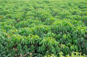 la yuca, en los campos de yuca en época de lluvias, tiene verdor y frescura. muestra la fertilidad del suelo, hoja de mandioca verde foto