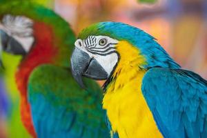 un loro azul-amarillo posado en una rama. en medio de las luces de la ciudad en un hermoso espectáculo de vida silvestre foto