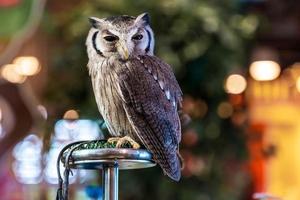 A gray owl perched on a metal platform. in the midst of the city lights in a beautiful wildlife show photo