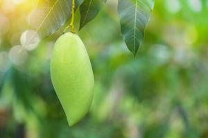 Fresh green mango fruit hanging from branch. mango tree garden and healthy food concept, group of mango, macro photo