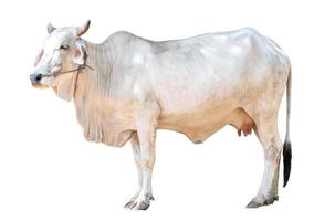 White female cow isolated on white background white clipping path, Thai cow, asian cow, side view photo