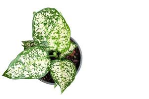 Aglaonema foliage, Spring Snow Chinese Evergreen, Exotic tropical leaf, isolated on white background with clipping path, top view photo