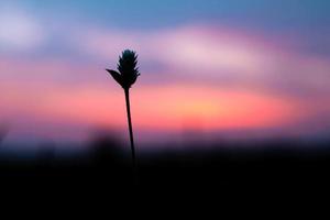 The grass flower in farm, and colorful sky in background in summer, abstract background, macro photo