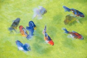 Ryukin fancy goldfish are swimming in fish farm, among the many multicolored goldfish, in the goldfish farm and beautiful fish, macro, topview photo