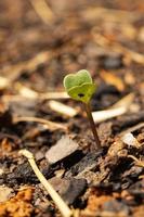 planta de jardín recién emergida foto