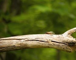 Brood X Cicada on Dead Limb photo