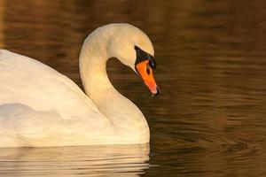 beautiful swan on blue lake water in sunny day during summer, swans on pond, nature series photo