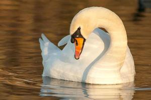 beautiful swan on blue lake water in sunny day during summer, swans on pond, nature series photo