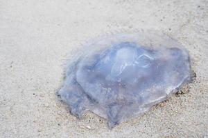 Closeup. Sea Moon jellyfish translucent blue light color on beach. photo