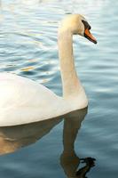 beautiful swan on blue lake water in sunny day during summer, swans on pond, nature series photo