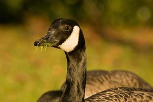 beautiful goose and swan on blue lake water in sunny day during summer, swans on pond, nature series photo