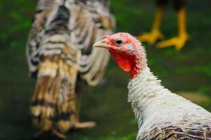 pavo hembra en el jardín foto