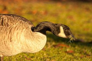 beautiful goose and swan on blue lake water in sunny day during summer, swans on pond, nature series photo