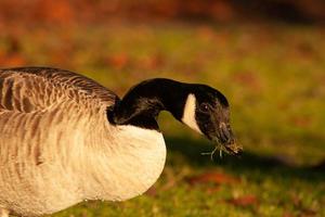 beautiful goose and swan on blue lake water in sunny day during summer, swans on pond, nature series photo