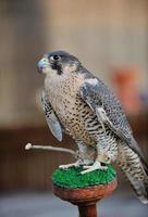 arab falcon bird photo