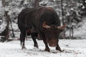 A big black bull in the snow training to fight in the arena. Bullfighting concept. Selective focus photo