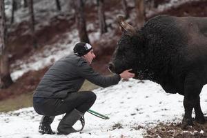 Fighter Bull whispers, A man who training a bull on a snowy winter day in a forest meadow and preparing him for a fight in the arena. Bullfighting concept. photo