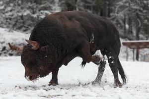 A big black bull in the snow training to fight in the arena. Bullfighting concept. Selective focus photo