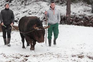 susurros de toros de combate, un hombre que entrena a un toro en un día nevado de invierno en un prado forestal y lo prepara para una pelea en la arena. concepto de corridas de toros. foto