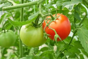 Cultivation of tomatoes in garden plot. One is almost ripe and has turned red, second is still green. photo