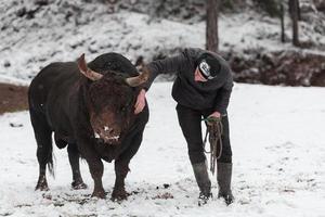 Fighter Bull whispers, A man who training a bull on a snowy winter day in a forest meadow and preparing him for a fight in the arena. Bullfighting concept. photo