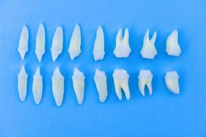 Top view of white teeth on blue background photo