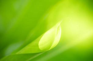 Abstract nature green blurred background nature leaf on greenery background in garden with copy space using as background wallpaper page concept.i photo