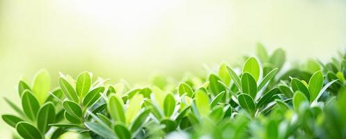 Closeup of beautiful nature view green leaf on blurred greenery background in garden with copy space using as background cover page concept. photo