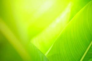 Abstract nature green blurred background nature leaf on greenery background in garden with copy space using as background wallpaper page concept.i photo