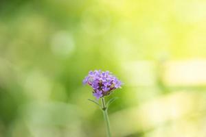 Closeup of pink purple flower on blurred greenery background in garden with copy space using as wallpaper and cover page concept. photo