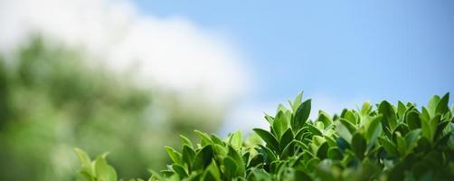 Closeup of beautiful nature view green leaf on blurred greenery with blue sky and cloud as background in garden with copy space using as background cover page concept. photo