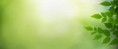 primer plano de la hermosa vista de la naturaleza hoja verde sobre fondo verde borroso en el jardín con espacio de copia utilizando como concepto de página de portada de fondo. foto