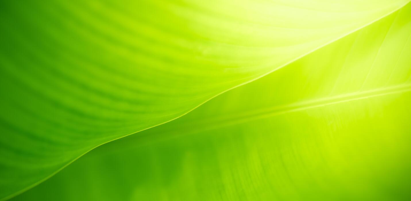 Nature Leaf Background Stock Photos, Images and Backgrounds for Free ...