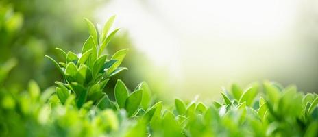 Closeup of beautiful nature view green leaf on blurred greenery background in garden with copy space using as background cover page concept. photo