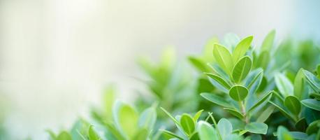 Closeup of beautiful nature view green leaf on blurred greenery background in garden with copy space using as background cover page concept. photo