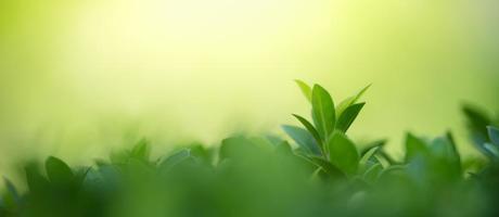 Closeup of beautiful nature view green leaf on blurred greenery background in garden with copy space using as background cover page concept. photo