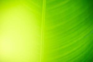 Abstract nature green blurred background nature leaf on greenery background in garden with copy space using as background wallpaper page concept.i photo