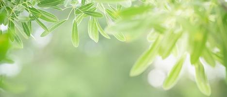 Closeup of beautiful nature view green leaf on blurred greenery background in garden with copy space using as background cover page concept. photo